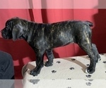 Small Photo #70 Cane Corso Puppy For Sale in COTTAGE GROVE, OR, USA
