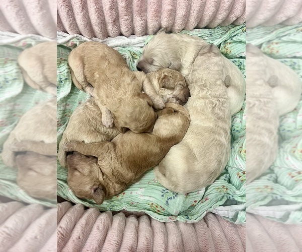 Medium Photo #3 Goldendoodle mix (+ Poodle Standard) Puppy For Sale in HATTIESBURG, MS, USA
