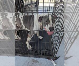 American Bulldog-Unknown Mix Dogs for adoption in Palmetto, FL, USA