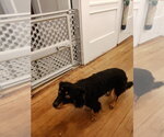 Small Photo #11 Tibetan Spaniel-Unknown Mix Puppy For Sale in San Francisco, CA, USA