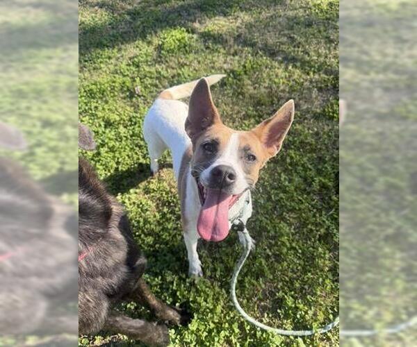 Medium Photo #1 Mutt Puppy For Sale in Houston, TX, USA