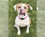 Small #2 Bulldog Mix