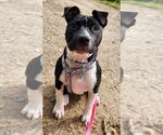 Small #11 American Pit Bull Terrier-Labrador Retriever Mix