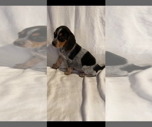 Beagle Puppy for Sale in FAYETTEVILLE, Ohio USA