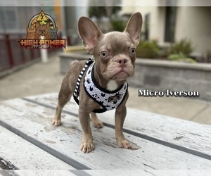 French Bulldog Puppy for sale in SAN FRANCISCO, CA, USA