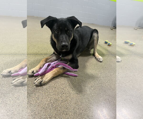 Medium Photo #3 Shepradors Puppy For Sale in Princeton, MN, USA