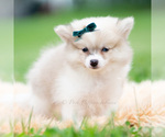 Small Photo #50 Pomeranian Puppy For Sale in WARSAW, IN, USA