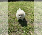 Small Photo #1 Pomeranian Puppy For Sale in VAN BUREN, AR, USA