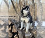 Small Photo #26 Alaskan Klee Kai-Pomsky Mix Puppy For Sale in STAPLES, MN, USA