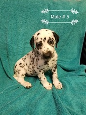 Dalmatian Puppy for sale in BURKBURNETT, TX, USA