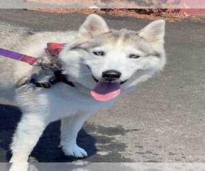Siberian Husky-Unknown Mix Dogs for adoption in Alameda, CA, USA