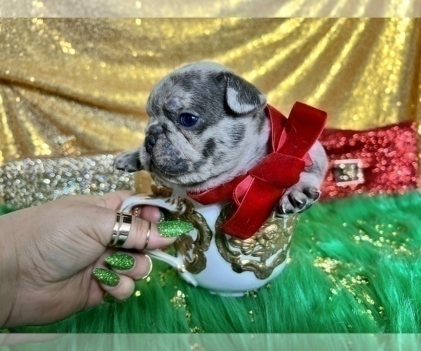 Medium Photo #33 French Bulldog Puppy For Sale in HAYWARD, CA, USA