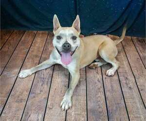 Victor - Male Bulldog-Unknown Mix Dog for Adoption - Photo #3