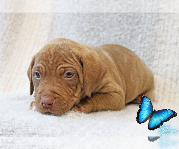 Medium Photo #4 Mastiff-Unknown Mix Puppy For Sale in Wakefield, RI, USA