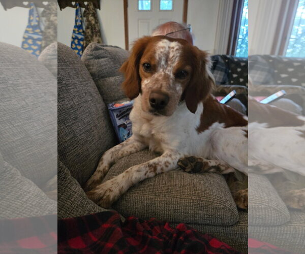 Medium Photo #2 - Mix Puppy For Sale in Curwensville, PA, USA