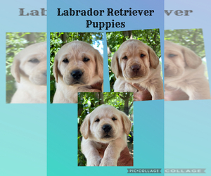 Labrador Retriever Puppy for Sale in BROWNS VALLEY, California USA