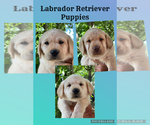 Image preview for Ad Listing. Nickname: Litter of 7