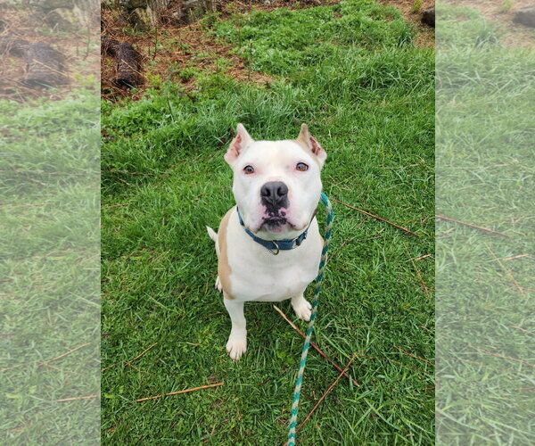 Medium Photo #5 American Pit Bull Terrier-Unknown Mix Puppy For Sale in Rockaway, NJ, USA