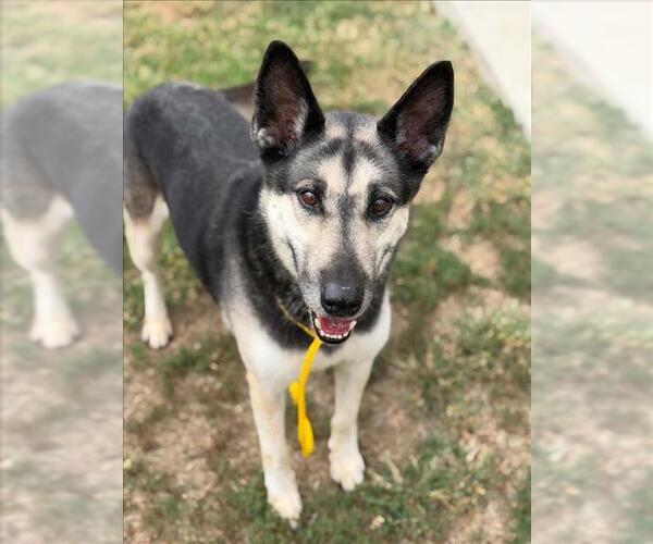 Medium Photo #1 German Shepherd Dog-Unknown Mix Puppy For Sale in Tulsa, OK, USA