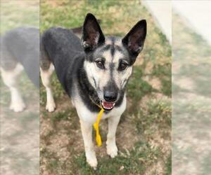 German Shepherd Dog-Unknown Mix Dogs for adoption in Tulsa, OK, USA