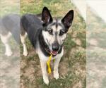 DOC HOLIDAY - Male German Shepherd Dog-Unknown Mix Dog for Adoption - Small photo