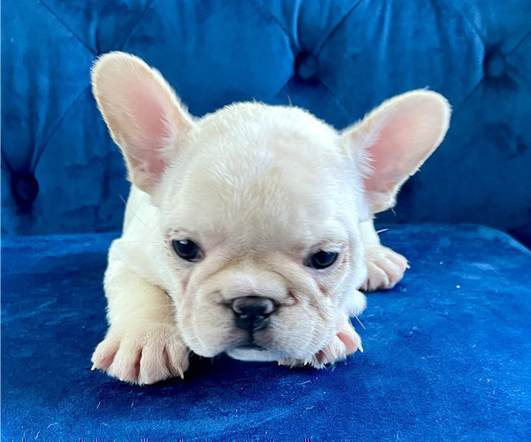 Medium Photo #25 French Bulldog Puppy For Sale in ANDERSONVILLE, TN, USA