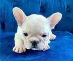 Small Photo #25 French Bulldog Puppy For Sale in ANDERSONVILLE, TN, USA