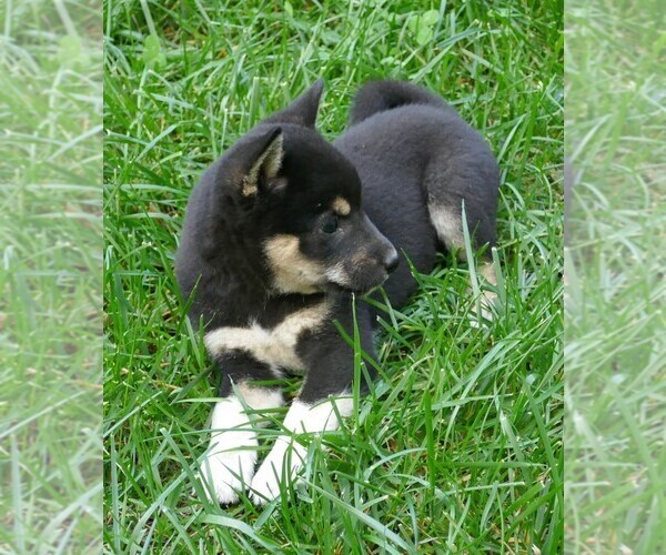 Medium Photo #3 Shiba Inu Puppy For Sale in THREE RIVERS, MI, USA
