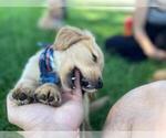 Small Photo #6 Golden Retriever Puppy For Sale in ARVADA, CO, USA