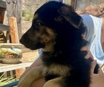 Small #8 German Shepherd Dog