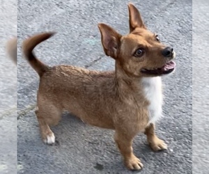 Father of the Jack Chi puppies born on 07/11/2025