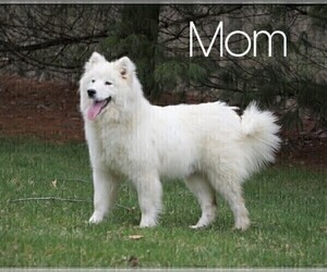 Mother of the Samoyed puppies born on 04/09/2023