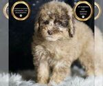 Puppy Snickers AKC Poodle (Toy)