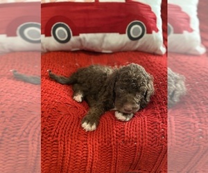 Sheepadoodle Puppy for sale in KELLER, TX, USA