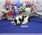 Small #2 Cavapoo