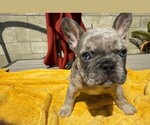 Puppy Puppy 1 French Bulldog