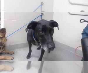 Labrador Retriever Dogs for adoption in Pasadena, TX, USA