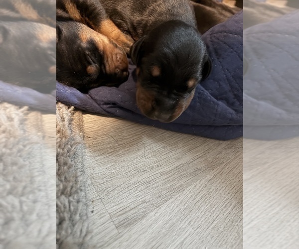 Medium Photo #12 Doberman Pinscher Puppy For Sale in CHEPACHET, RI, USA
