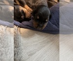 Small #11 Doberman Pinscher