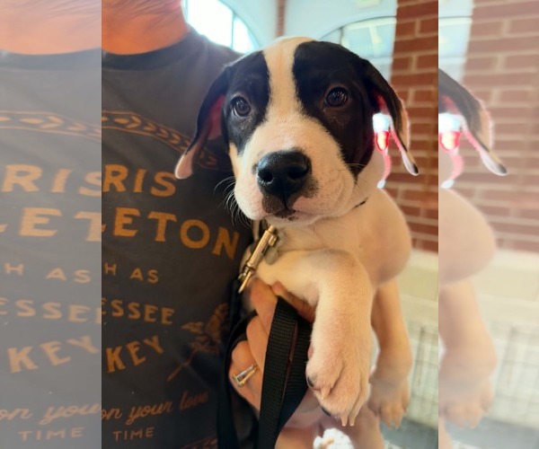 Medium Photo #2 American Staffordshire Terrier-Unknown Mix Puppy For Sale in Holly Springs, NC, USA