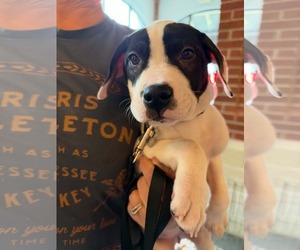 Almond Joy  Candy Litter (Trixie mom) - Female American Staffordshire Terrier-Unknown Mix Dog for Adoption - Photo #2
