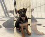 Small Photo #9 German Shepherd Dog Puppy For Sale in RIO LINDA, CA, USA
