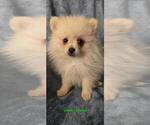 Puppy Legolas Pomeranian