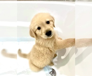 Golden Retriever Puppy for sale in KISSIMMEE, FL, USA