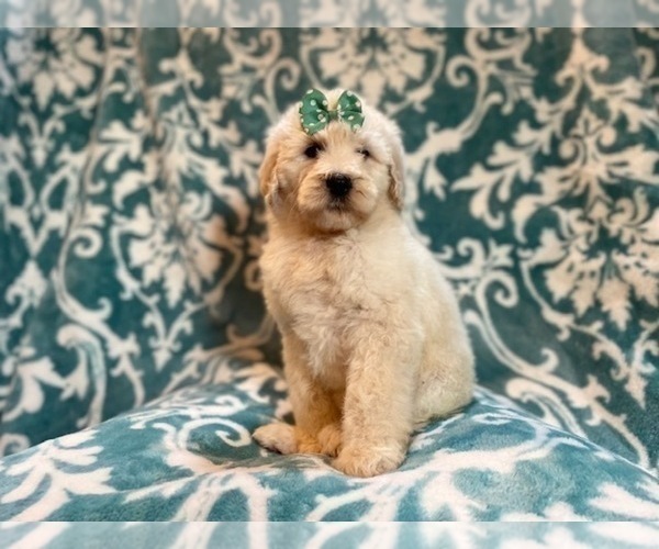 Medium Photo #6 Poodle (Standard) Puppy For Sale in LAKELAND, FL, USA