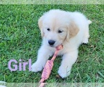 Small Photo #4 English Cream Golden Retriever Puppy For Sale in WEEKI WACHEE, FL, USA
