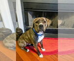 Small #43 American Pit Bull Terrier-Mountain Cur Mix