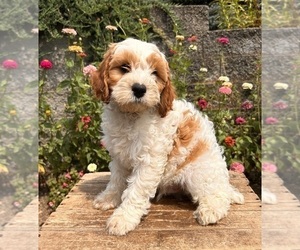 Cavapoo Puppy for sale in MIDDLEBURY, IN, USA