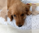 Small Photo #7 Golden Retriever-Poodle (Toy) Mix Puppy For Sale in NEWPORT BEACH, CA, USA