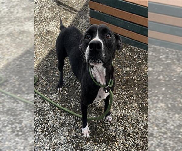 Medium Photo #1 American Pit Bull Terrier-Labrador Retriever Mix Puppy For Sale in Palmetto, FL, USA